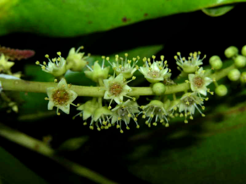 Seemandelbaum Blüten