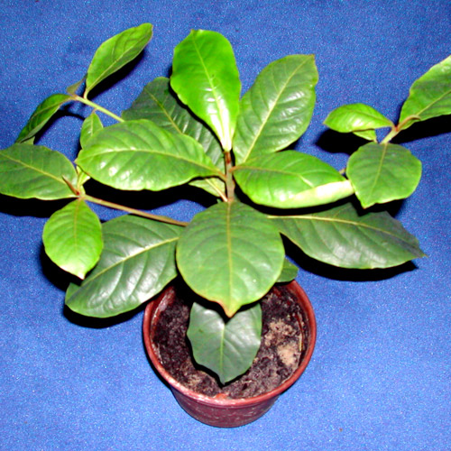 Seemandelbaumpflanze